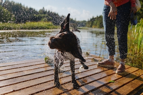 dog shakes off the water and has fun in nature with his owner. a man and an animal are walking