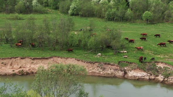 Cows Graze in a Green Meadow Near the River alt