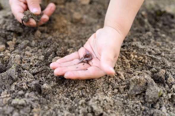 an earthworm in kid\'s hands on spring in the garden