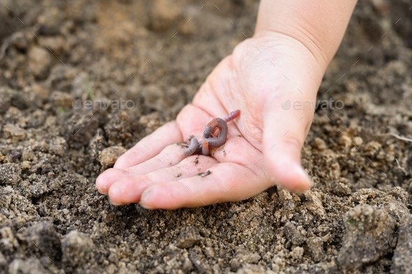 an earthworm in kid\'s hands on spring in the garden