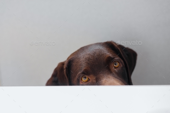 chocolate labrador retriever dog looks at food, asks for food, cute pitiful look, pet grooming. pet - Stock Photo - Images