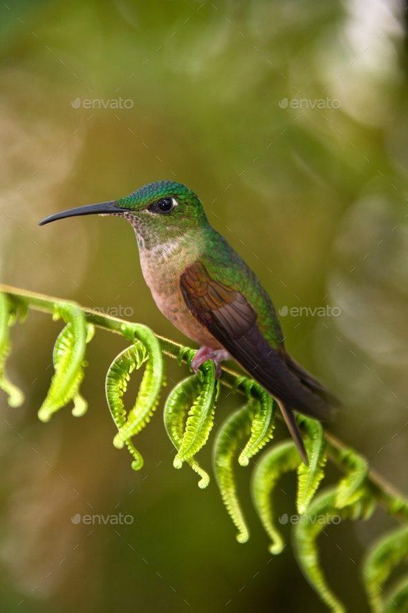 Fawn-breasted Brilliant Hummingbird - Mindo Cloud Forest - Ecuador - Stock Photo - Images
