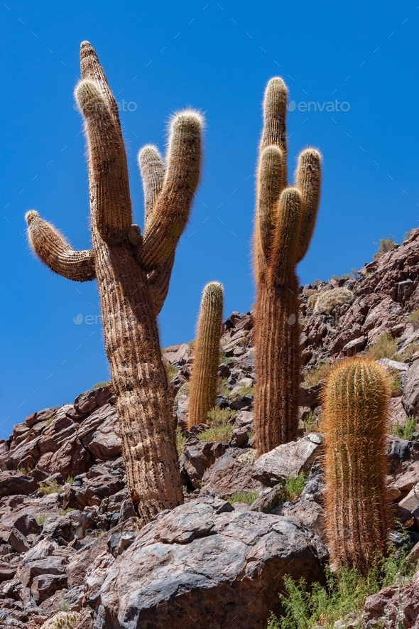 Candelabra Cactus in the Atacama Desert Chile Stock Photo by SteveAllenPhoto999