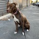 American pit terrier puppy in the city  - PhotoDune Item for Sale