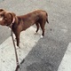 American pitbull terrier  - PhotoDune Item for Sale