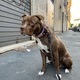 American pitbull terrier puppy in the city  - PhotoDune Item for Sale