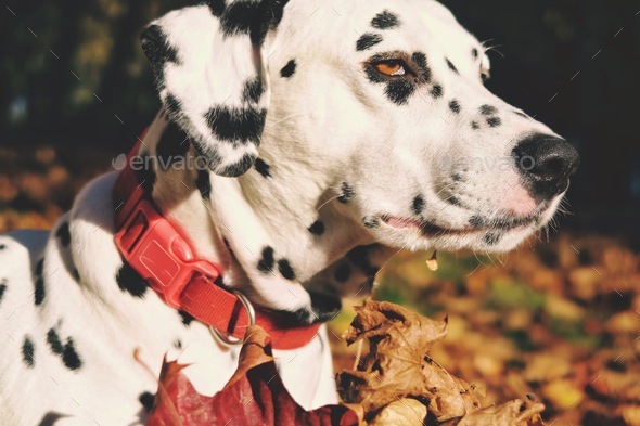 Dalmatian dog, face, sutumn day - Stock Photo - Images