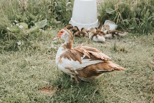 musk or indo duck family on farm and drinker. breeding poultry in small ...