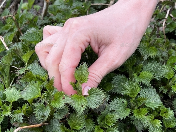 spring harvest nettle wild plant picking and harvesting raw fresh exotic food green leafy vegetables