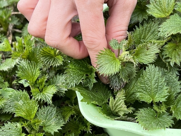 spring harvest nettle wild plant picking and harvesting raw fresh exotic food green leafy vegetables