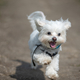 Cute dog running  - PhotoDune Item for Sale