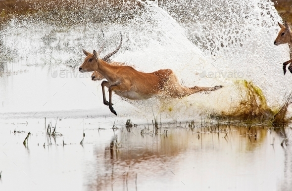 Red Lechwe Antelopes - Botswana