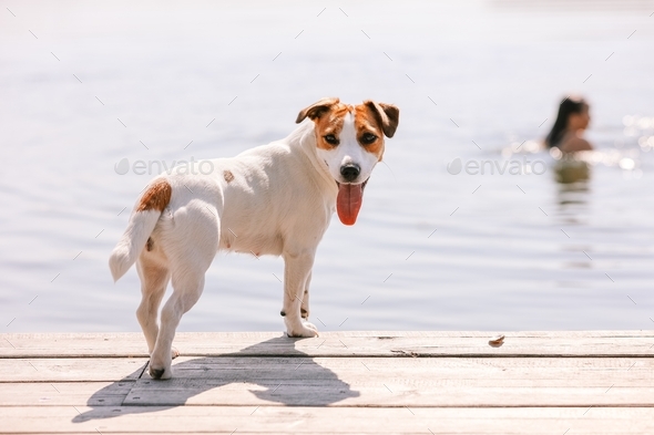 Dog Jack Russell Terrier plays with a girl - Stock Photo - Images