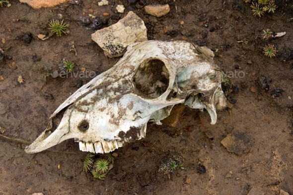 Skull of a sheep