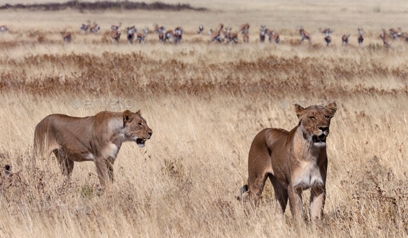 Lions Hunting - Namibia
