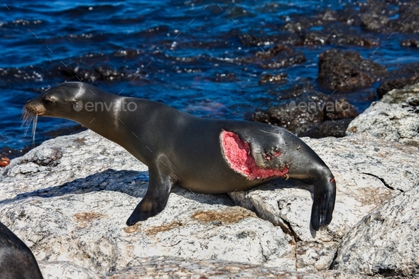Galapagos sea lion after a shark attack