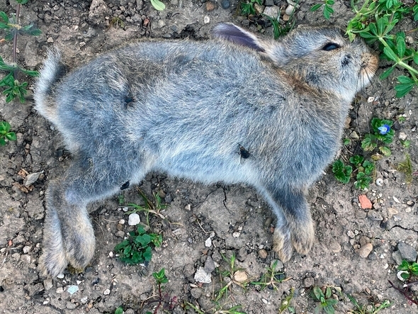 Dead Rabbit Stock Photo by SteveAllenPhoto999 | PhotoDune