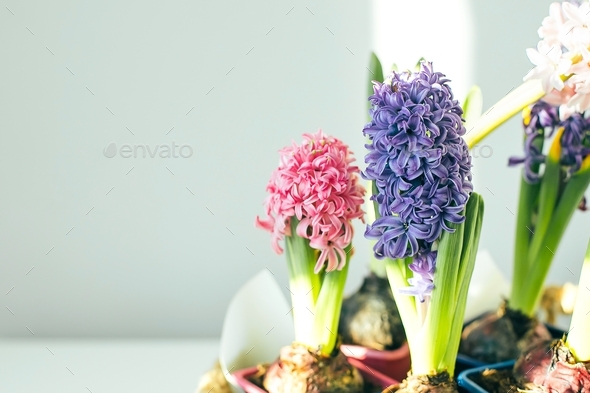 Spring flowers hyacinths in jute basket on table. Copy space