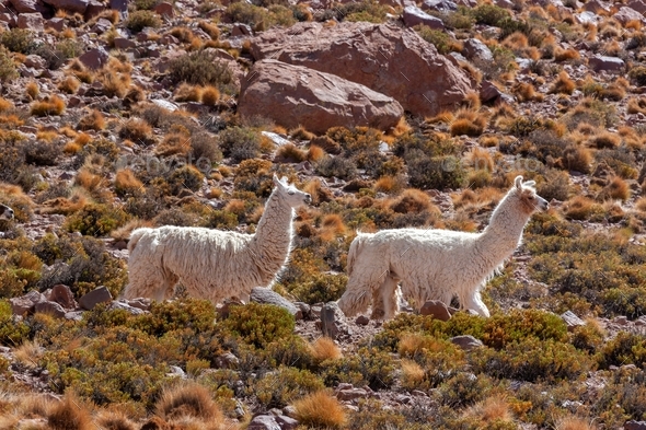 Llama in the Atacama Desert in northern Chile Stock Photo by ...