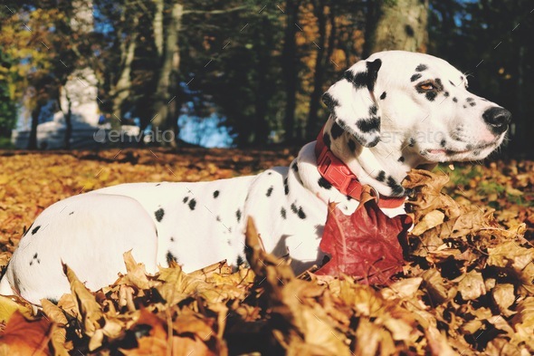 Dalmatian dog, relaxing, autumn day - Stock Photo - Images