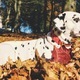 Dalmatian dog, relaxing, autumn day - PhotoDune Item for Sale