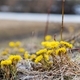 Yellow coltsfoot flowers - PhotoDune Item for Sale