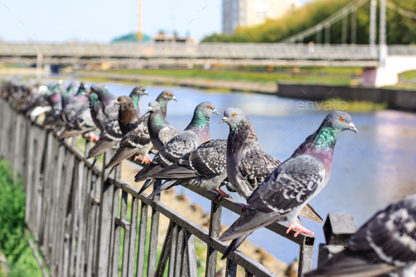 A lot of gray pigeons sitting on the iron fence of the river on the city embankment. Selective focus