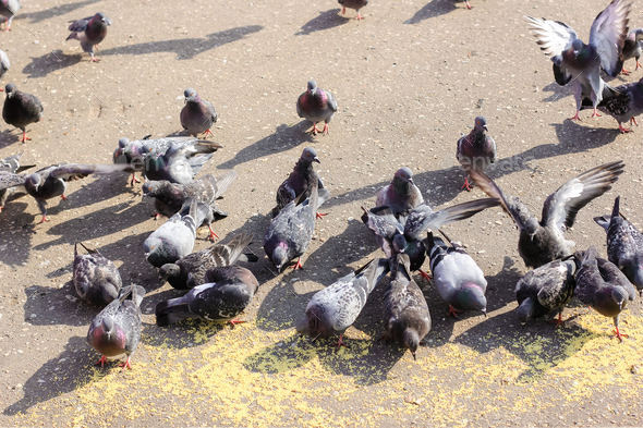 A lot of gray pigeons eating millet, grain in the city Park. Selective focus.