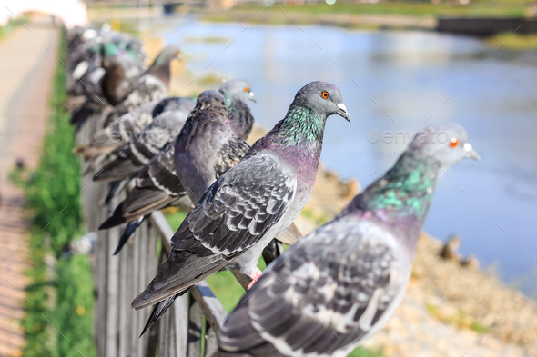 A lot of gray pigeons sitting on the iron fence of the river on the city embankment. Selective focus
