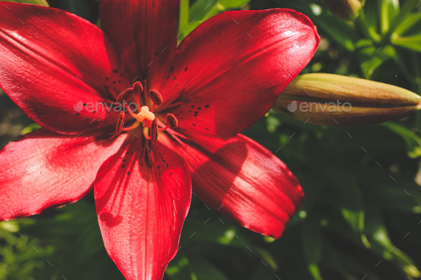 Decorative red Original Love lilies lily growing in garden Floral