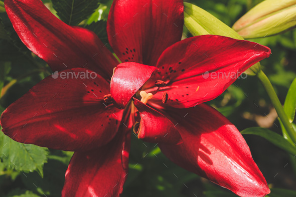 Decorative red Original Love lilies lily growing in garden Floral