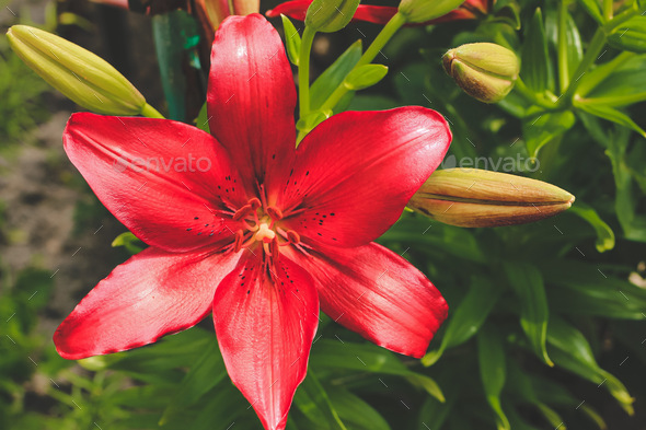Decorative red Original Love lilies lily growing in garden Floral spring summer natural