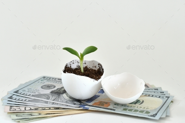 An eggshell hatched open with a plant shoot growing out of it on top of a stack of cash money.