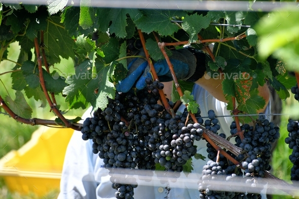 A migrant worker picking grapes for harvest at the winery