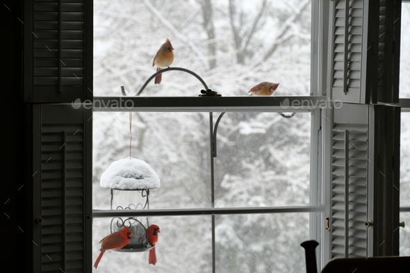 red Cardinal birds sitting on a snow-covered bird feeder outside through window during a snowstorm