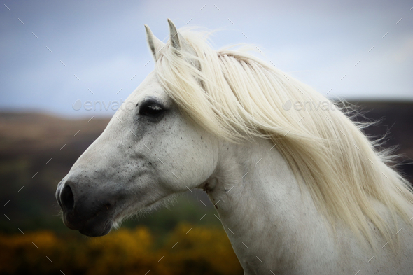 A Scottish Highland Pony - Stock Photo - Images