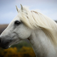 A Scottish Highland Pony - PhotoDune Item for Sale