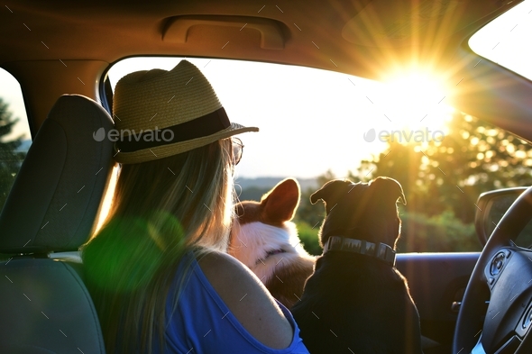 Woman with dogs watching a sunset from her car on a road trip during golden hour. - Stock Photo - Images