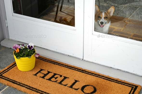 Pembroke Welsh Corgi dog breed puppy at the window of a front door watching what is going on outside