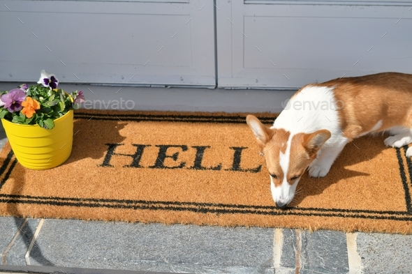 Cerberus guarding the gates of Hell. Humorous results when the corgi dog moves on welcome mat porch.
