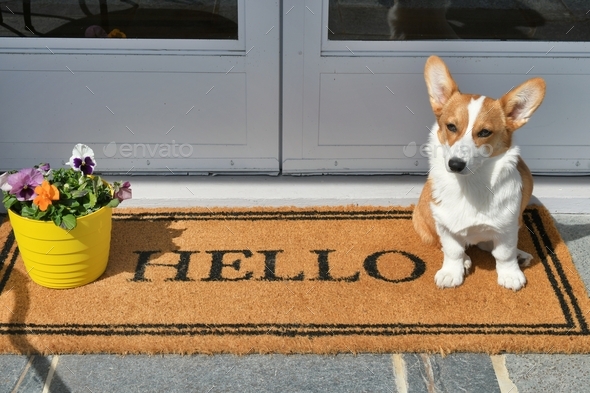 Pembroke Welsh Corgi sitting on welcome mat that says HELLO on front porch by entrance door.