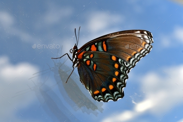 A limenitis arthemis, the red-spotted purple or white admiral butterfly, which is orange and blue