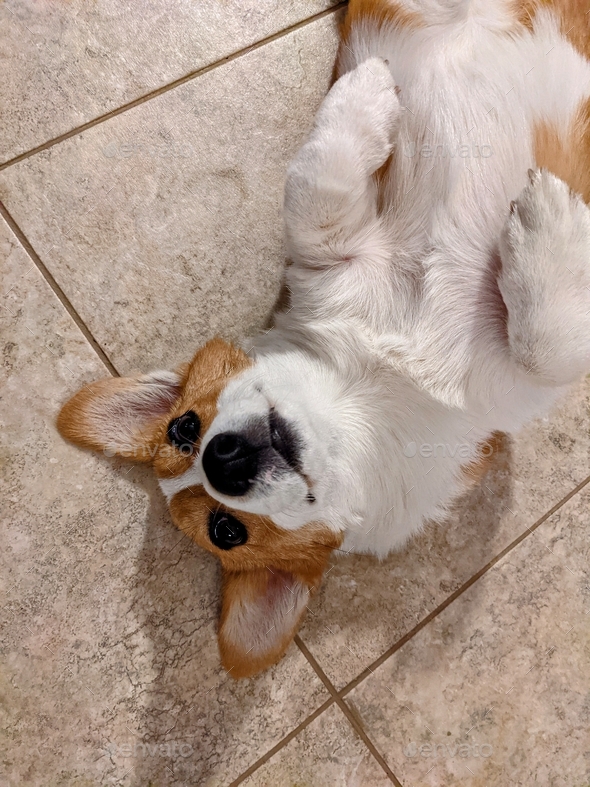Pembroke Welsh Corgi dog laying on the floor on her back looking up.