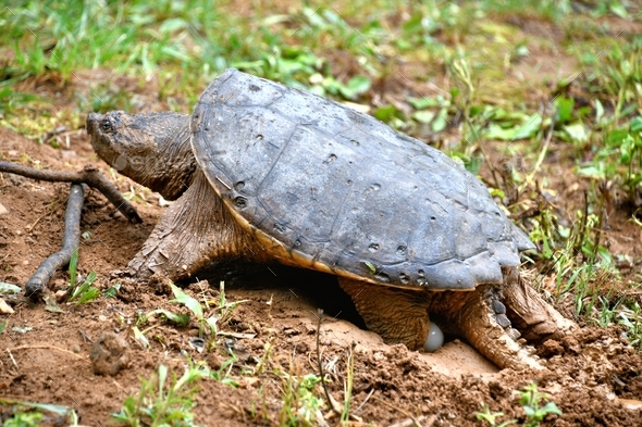 A female snapping turtle laying her eggs in a nest she has dug in the ...