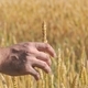 Farmer touches ear of wheat on agricultural field - PhotoDune Item for Sale