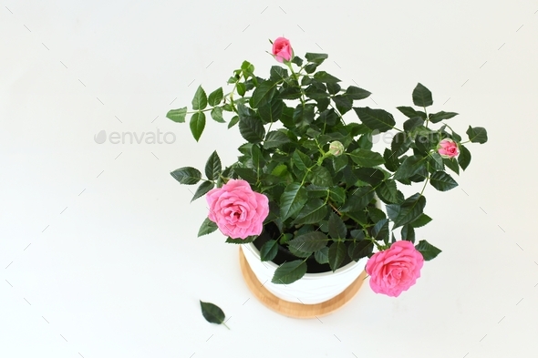 Pink houseplant miniature rose bush in a white ceramic pot planter isolated on a white background.