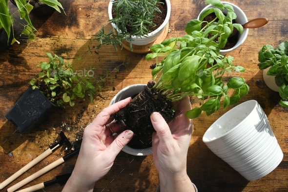 Female planting transplanting herbs in white ceramic pots. basil Stock ...