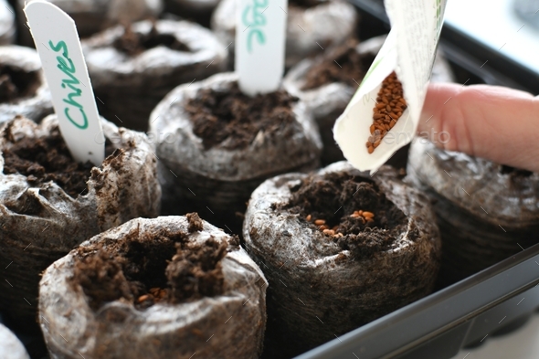 Planting seeds in peat pellets to growing herb vegetable seedlings inside for transplanting later