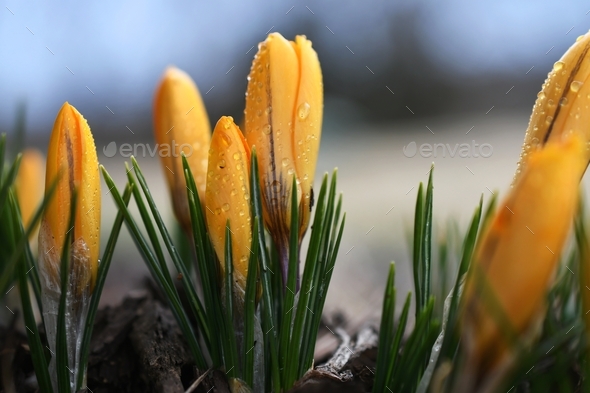 Signs of Spring - yellow crocuses with raindrops dewdrops water droplets on them in early spring