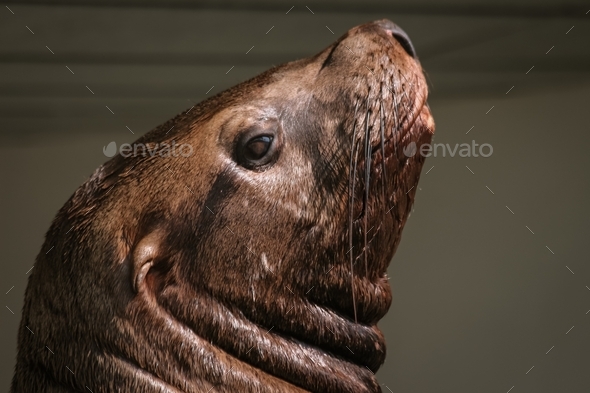 Portrait of the sea lion - Stock Photo - Images